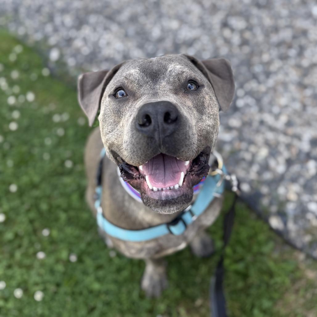 Enlarge Carter *Foster to Adopt Me!, a Adoptable Mixed Breed in Dover, NH image 1/6
