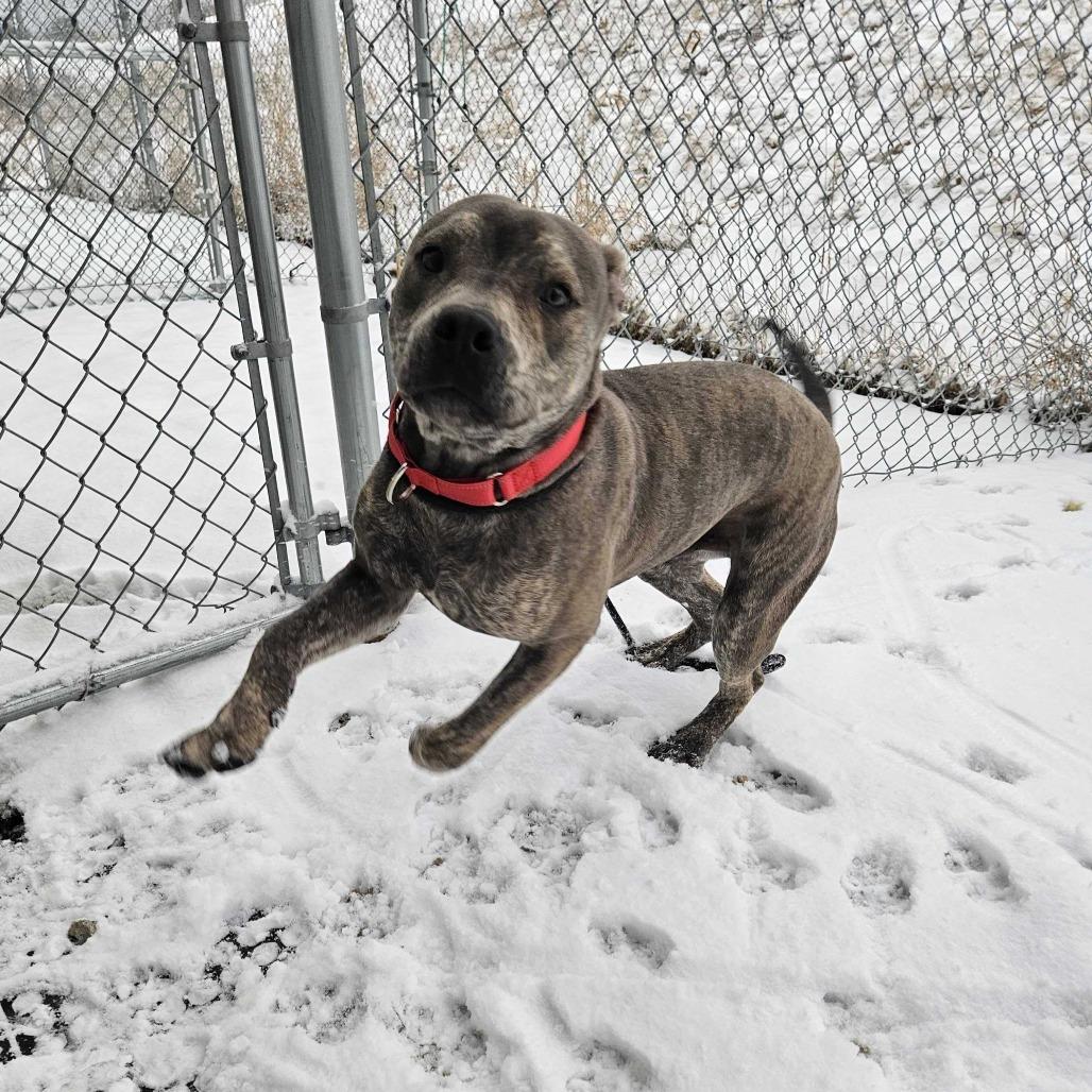 Enlarge Carter *Foster to Adopt Me!, a Adoptable Mixed Breed in Dover, NH image 2/6