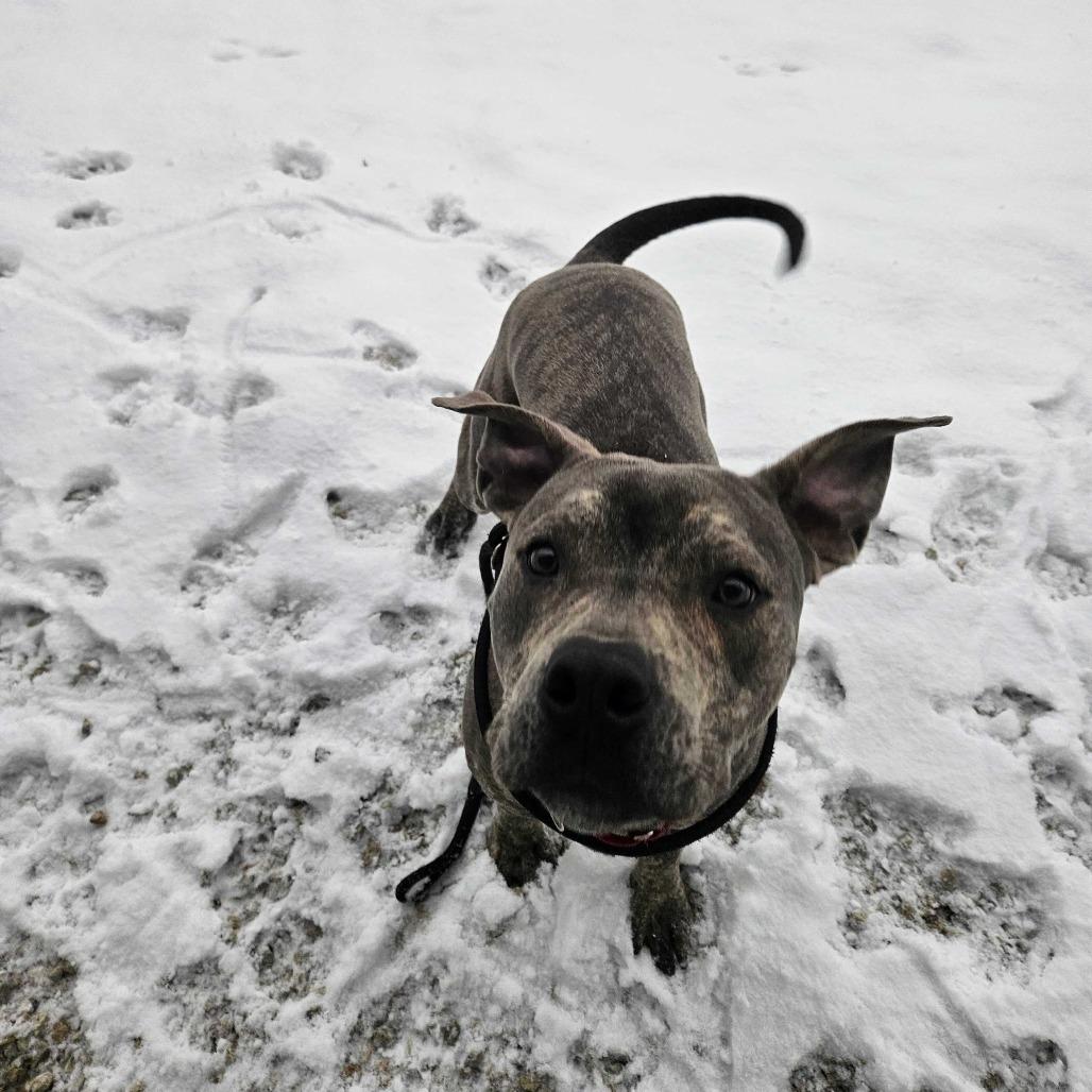 Enlarge Carter *Foster to Adopt Me!, a Adoptable Mixed Breed in Dover, NH image 3/6