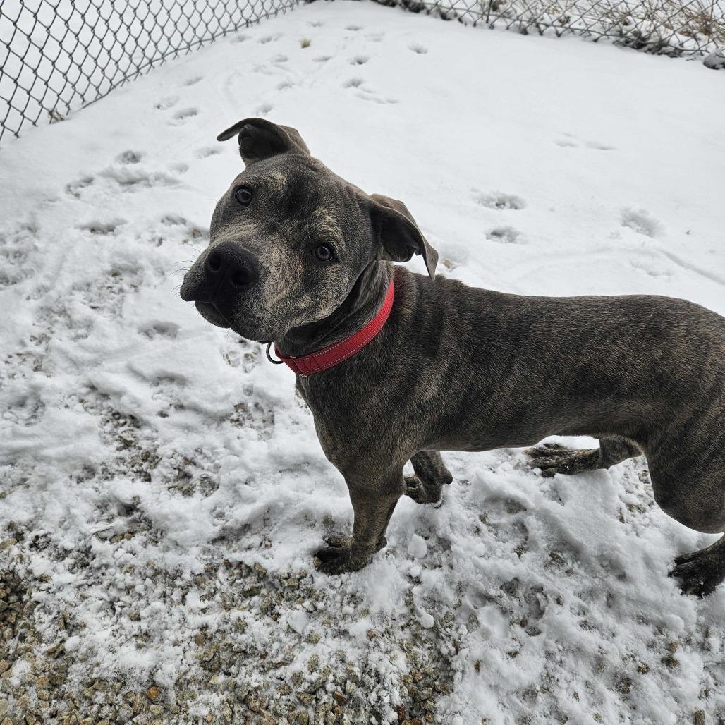 Enlarge Carter *Foster to Adopt Me!, a Adoptable Mixed Breed in Dover, NH image 4/6