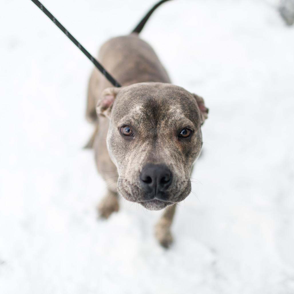 Carter *Foster to Adopt Me!, a Adoptable Mixed Breed in Dover, NH image 4/6