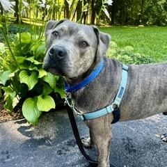 Carter *Foster to Adopt Me!, a Adoptable Mixed Breed in Dover, NH image 4/6