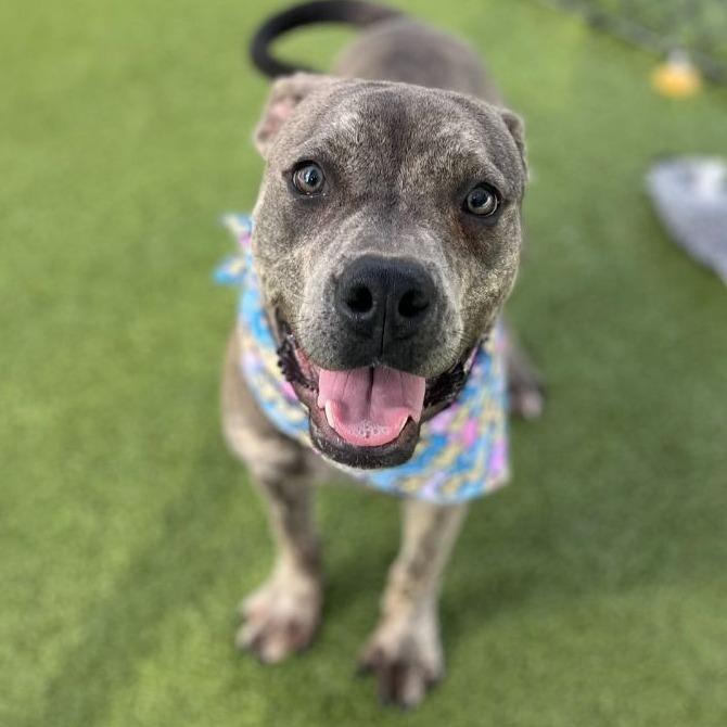 Enlarge Carter *Foster to Adopt Me!, a Adoptable Mixed Breed in Dover, NH image 5/6