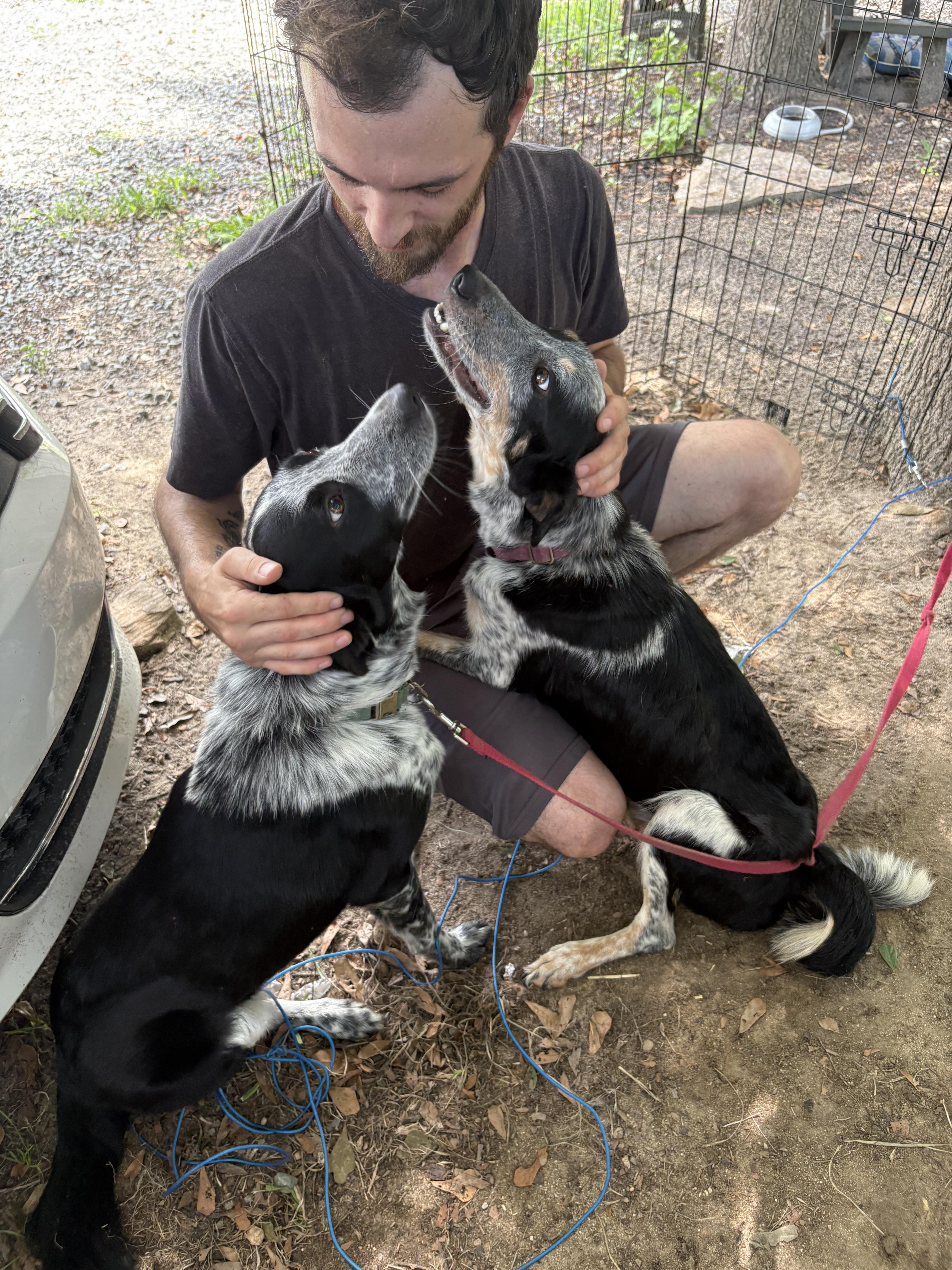 Dusty, a ADOPTABLE mixed breed in Cary, NC image 3/6
