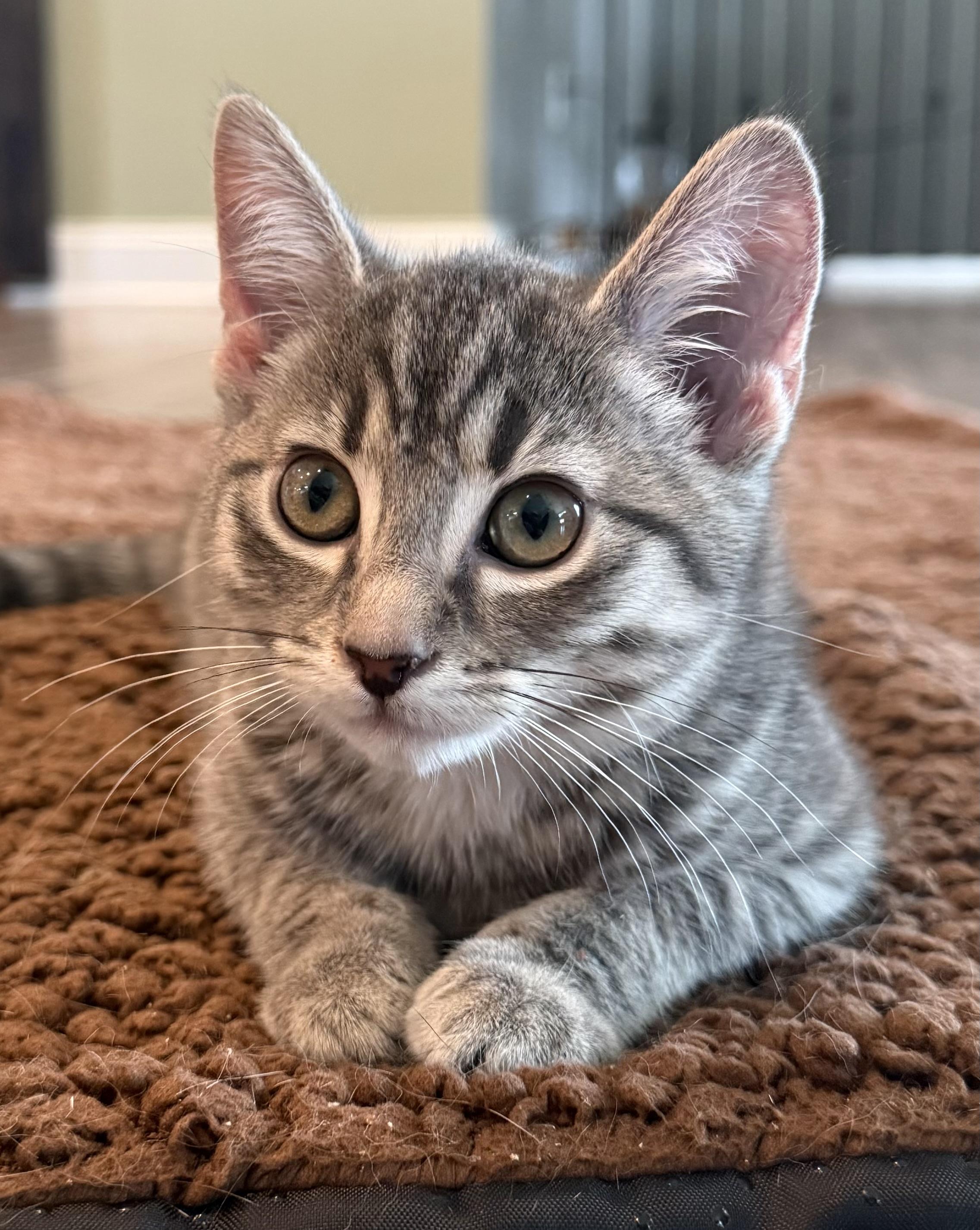 Cass, ADOPTABLE, Kitten Female Domestic Short Hair.