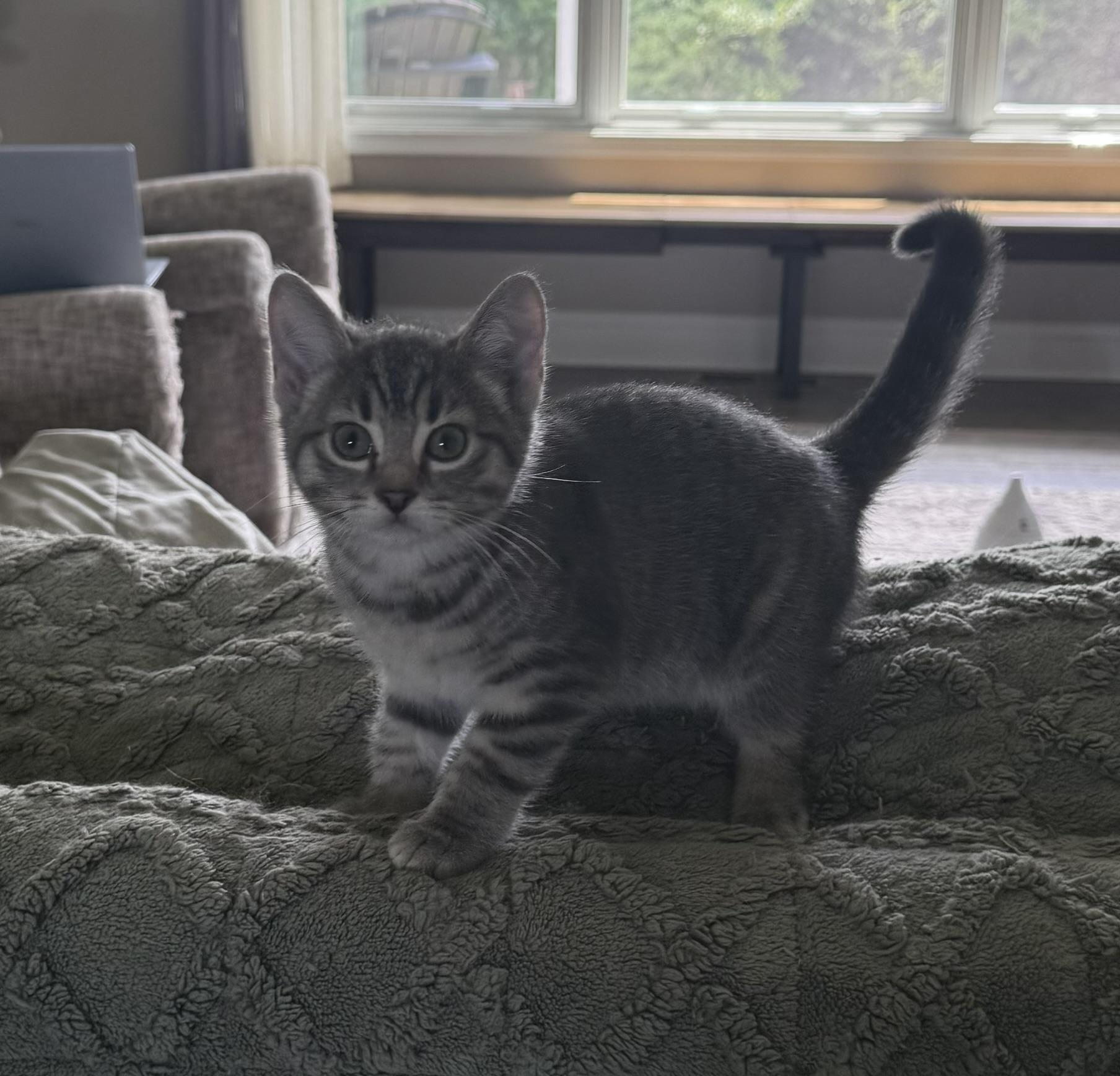 Cass, a ADOPTABLE Domestic Short Hair in CANONSBURG, PA image 5/5