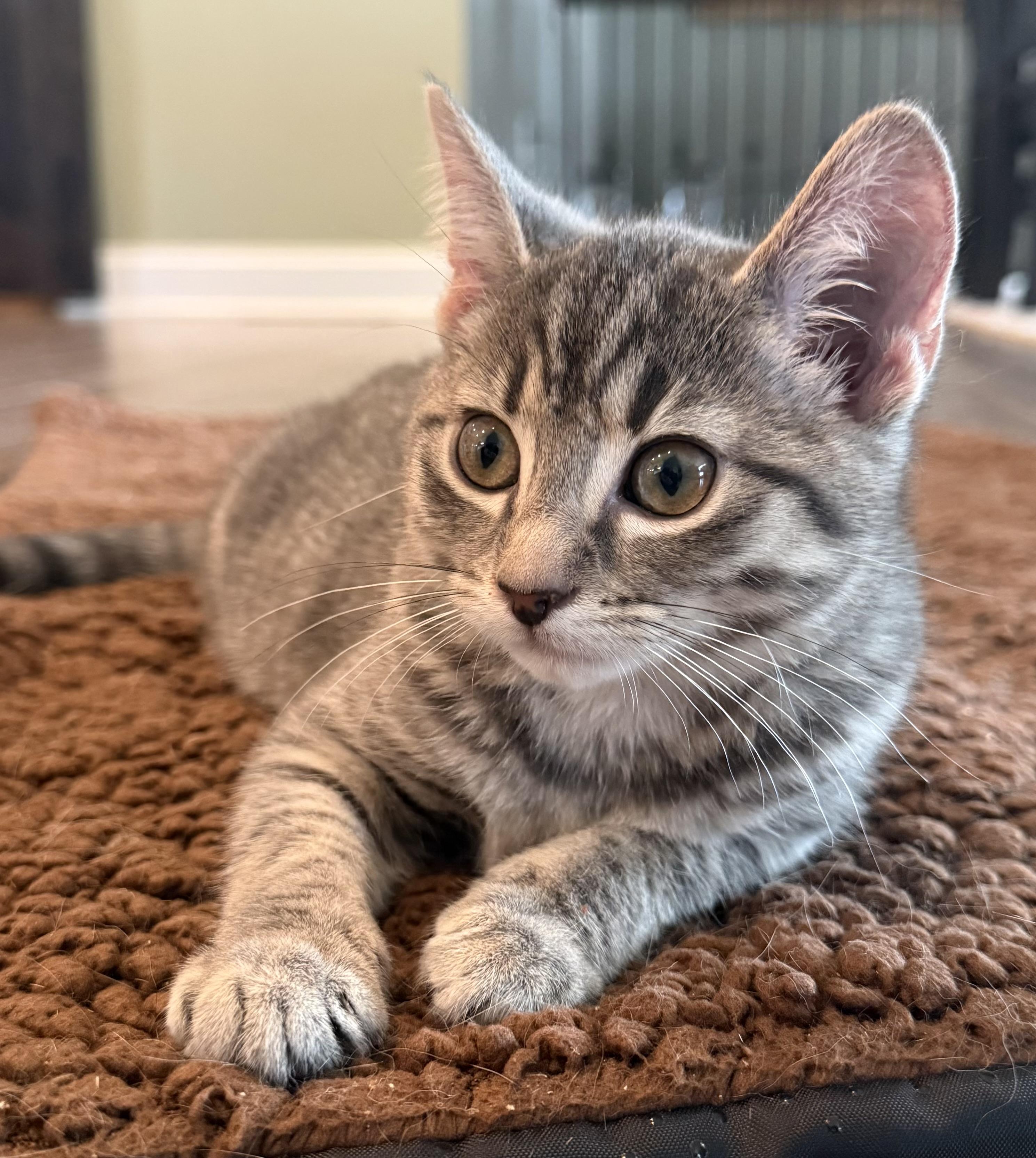 Cass, a ADOPTABLE Domestic Short Hair in CANONSBURG, PA image 2/5