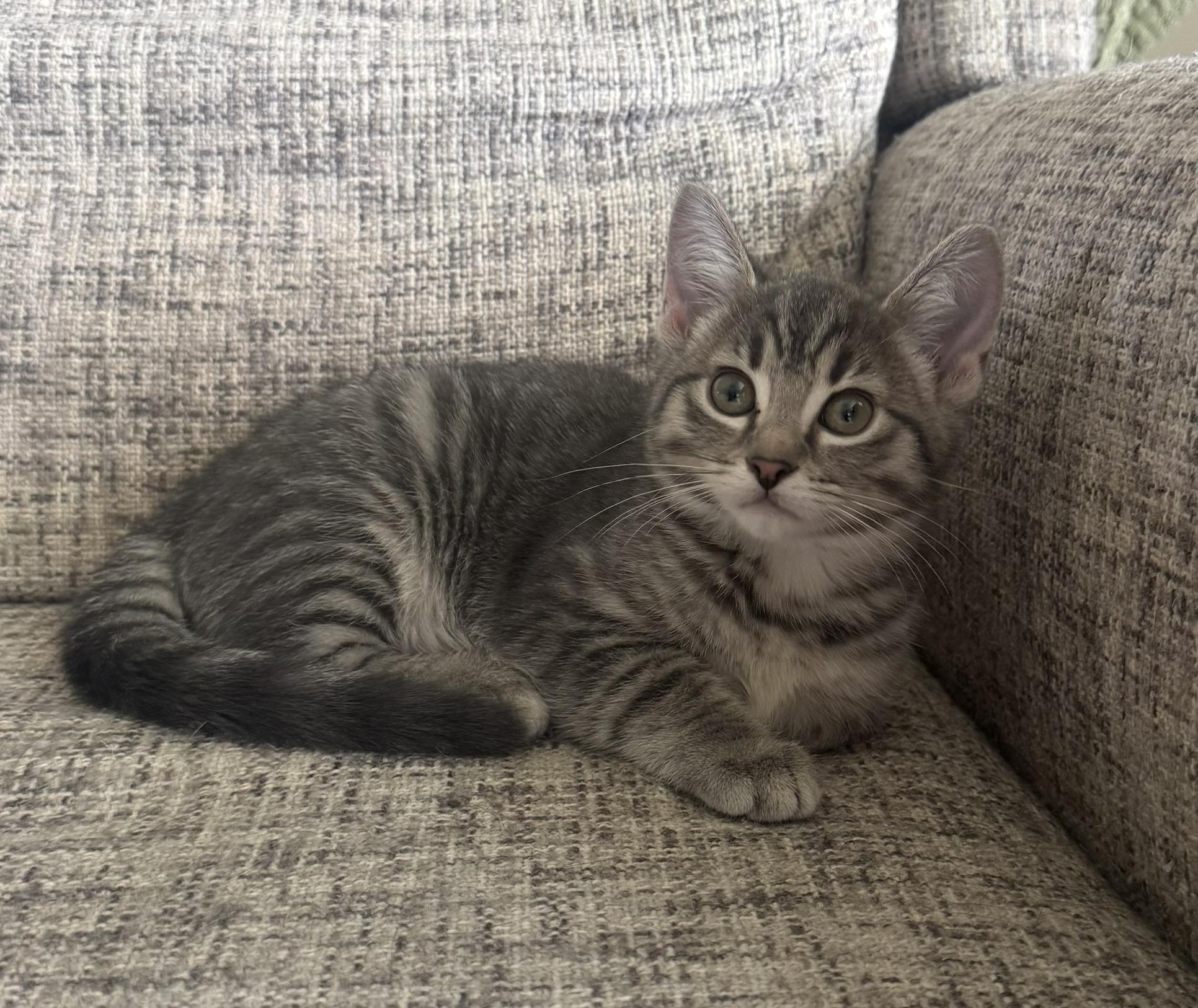 Cass, a ADOPTABLE Domestic Short Hair in CANONSBURG, PA image 4/5
