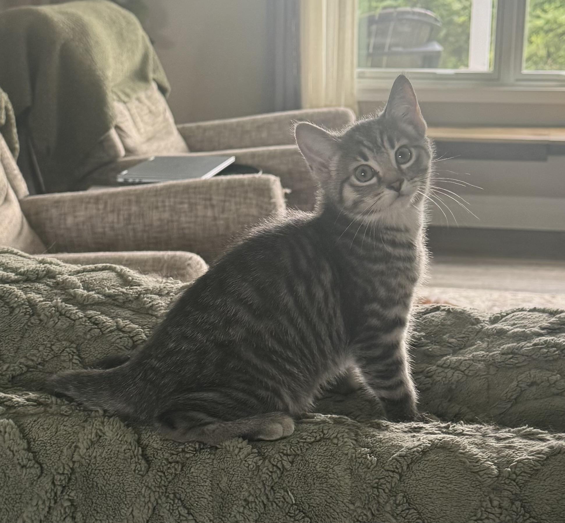 Cass, a ADOPTABLE Domestic Short Hair in CANONSBURG, PA image 3/5