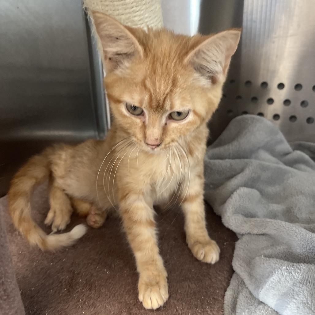 Angela, Adoptable, Kitten Female Domestic Short Hair.