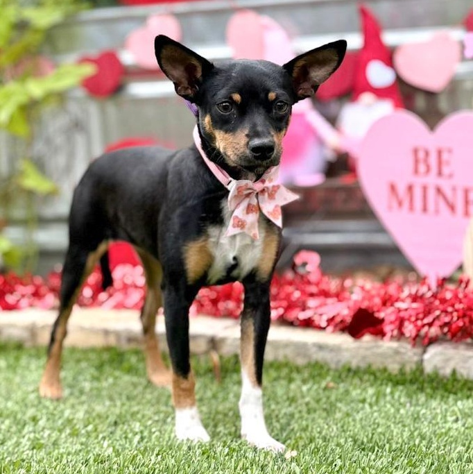 Cindy, ADOPTABLE, Young Female Miniature Pinscher & Terrier.