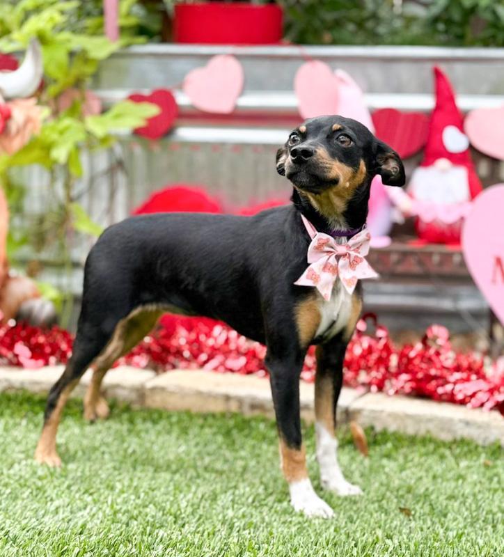 Enlarge Cindy, a ADOPTABLE mixed breed in Southport, CT image 5/6