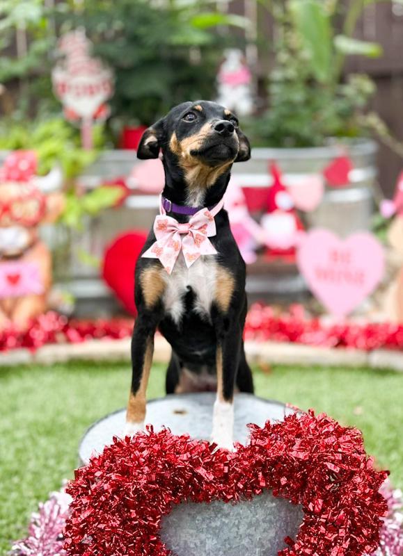 Enlarge Cindy, a ADOPTABLE mixed breed in Southport, CT image 6/6