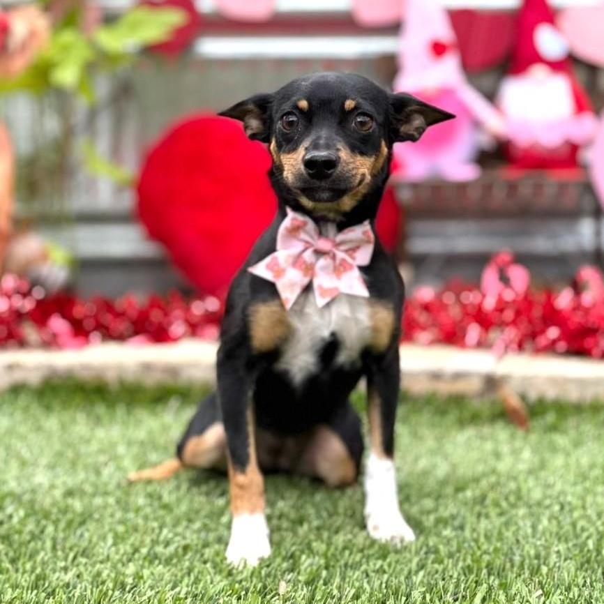 Enlarge Cindy, a ADOPTABLE mixed breed in Southport, CT image 4/6