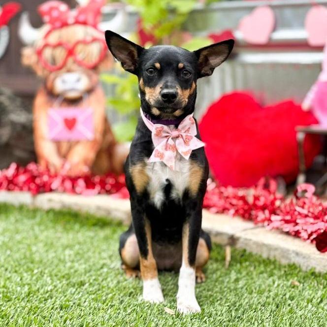 Enlarge Cindy, a ADOPTABLE mixed breed in Southport, CT image 3/6