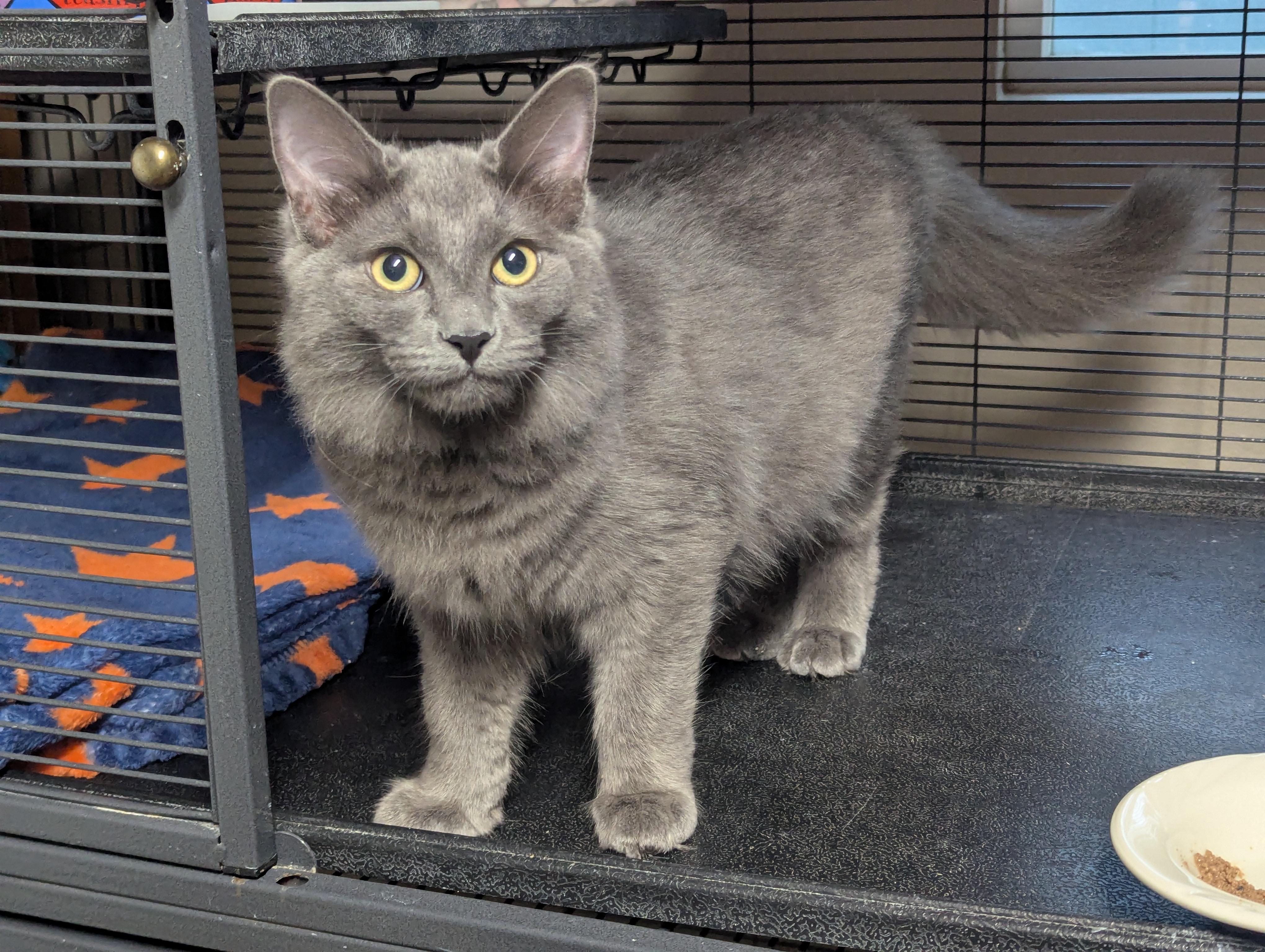 Fester, adopted, Young Male Domestic Medium Hair.