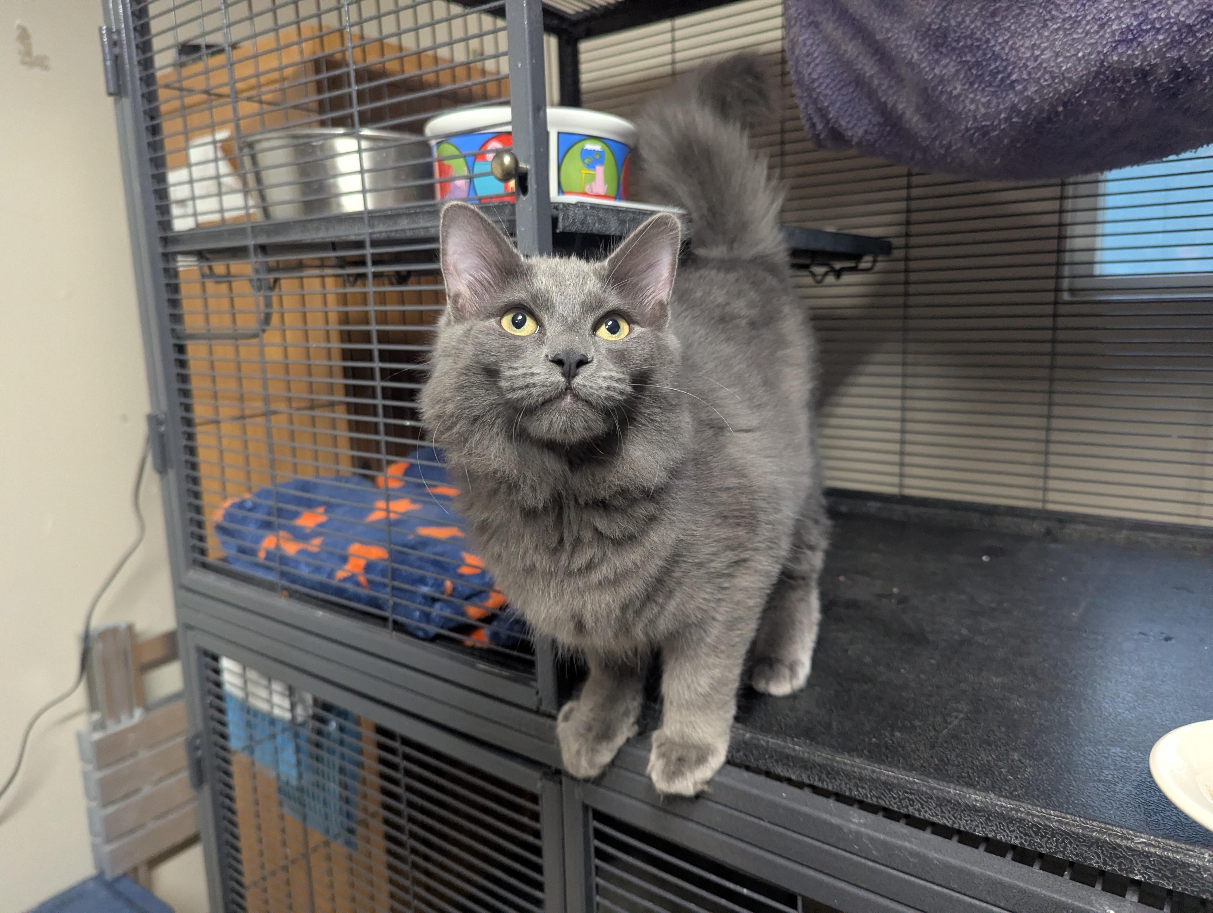 Enlarge Fester, an adopted Domestic Medium Hair in Shelton, WA image 2/3