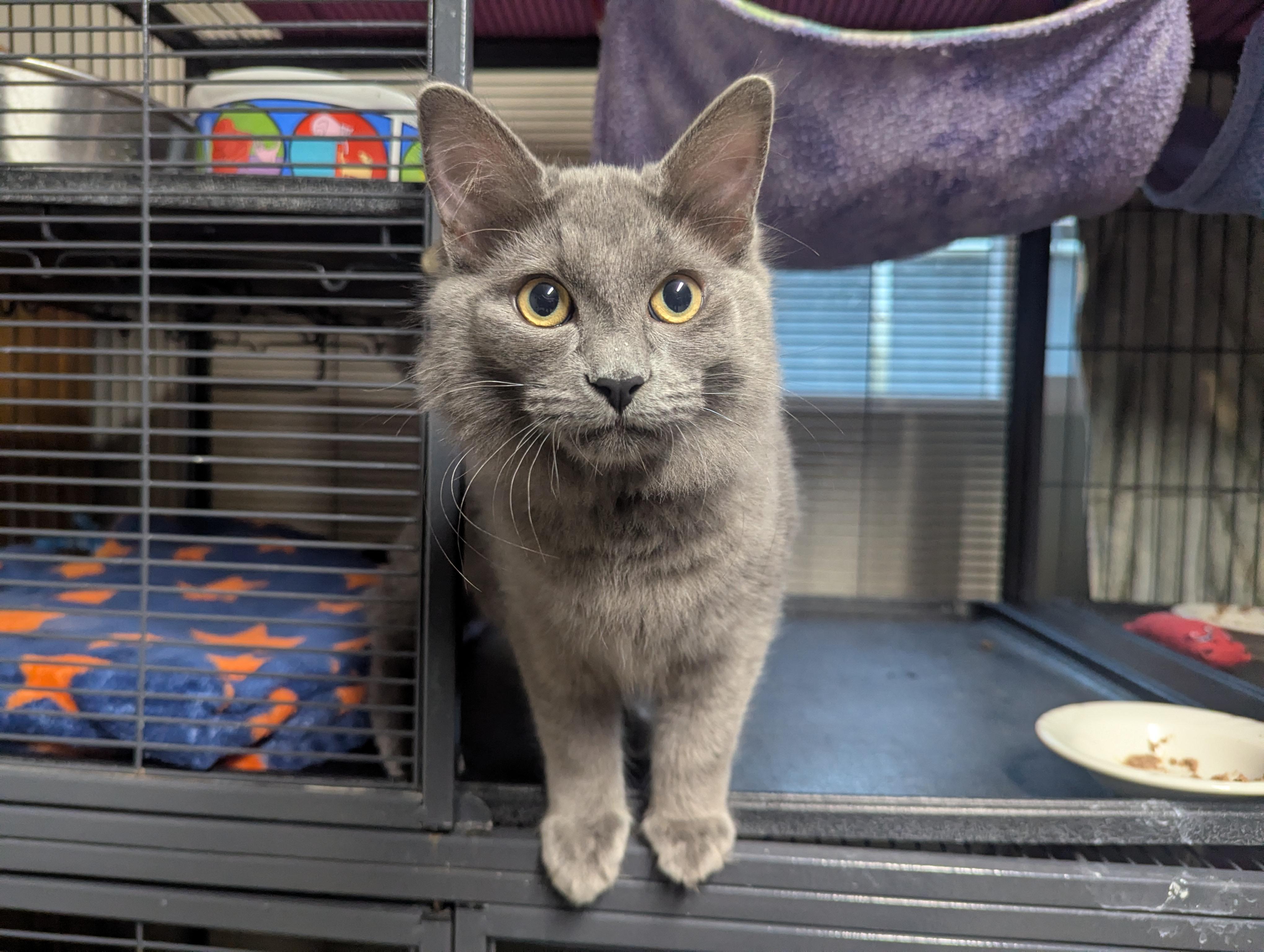 Enlarge Fester, an adopted Domestic Medium Hair in Shelton, WA image 3/3