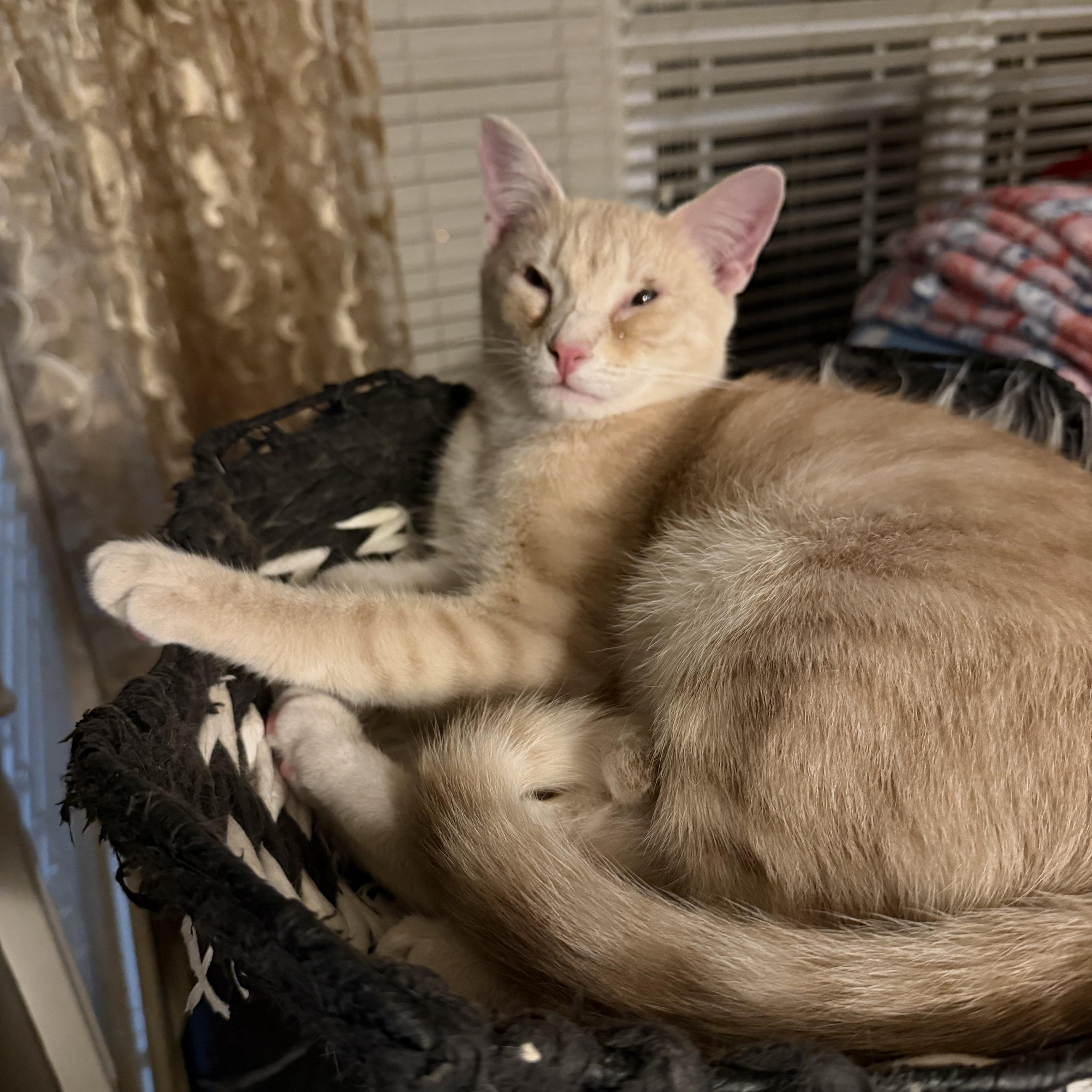 Enlarge Arlo, a ADOPTABLE Domestic Short Hair in Murfreesboro, TN image 2/2