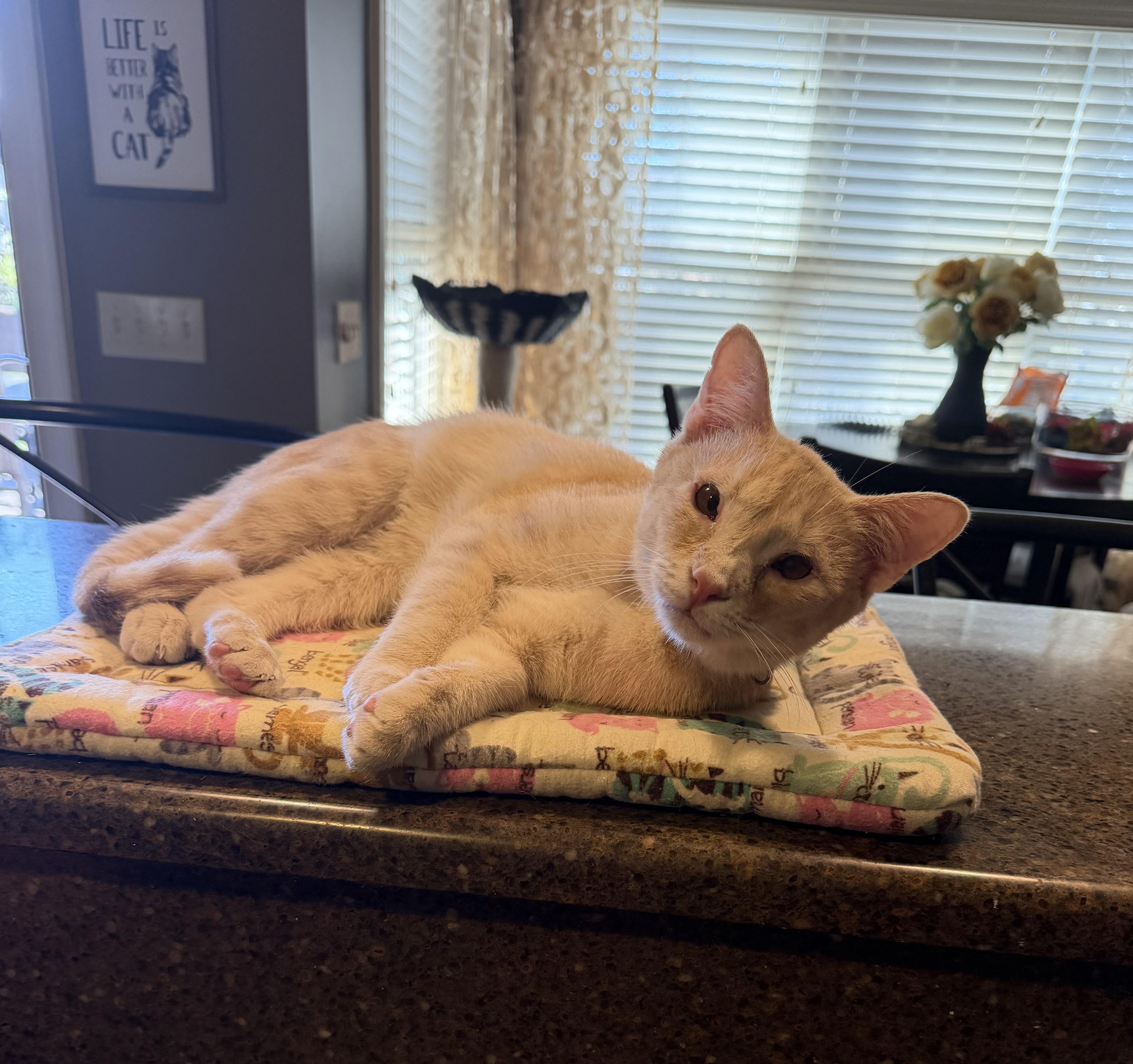 Arlo, ADOPTABLE, Young Male Domestic Short Hair.