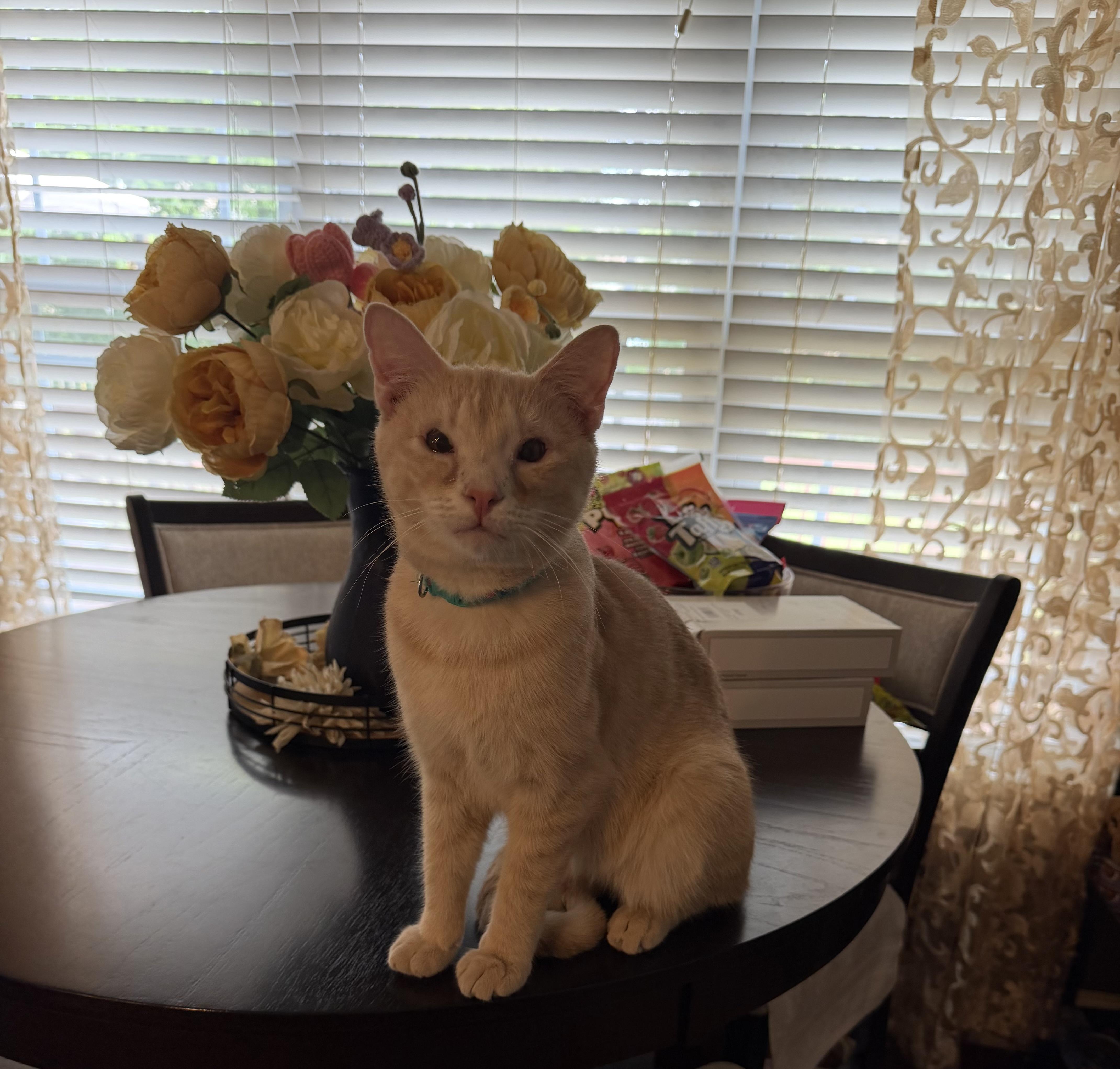 Arlo, ADOPTABLE, Young Male Domestic Short Hair.