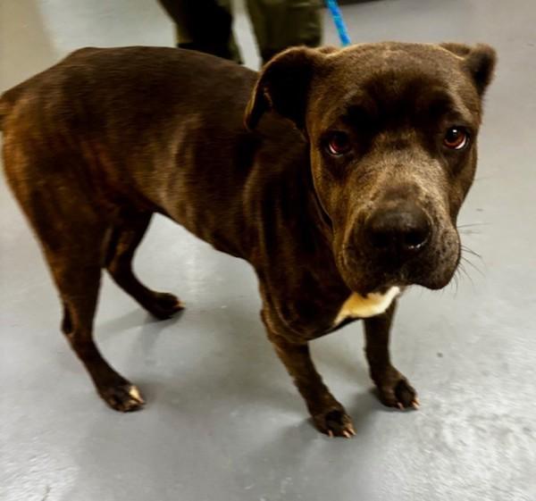 26-01-0283a Lorraine, Adoptable, Adult Female Pit Bull Terrier.