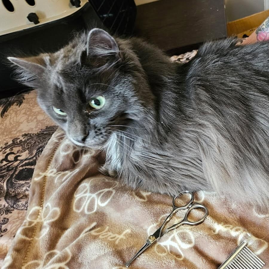 Enlarge Jaja, a Adoptable Domestic Long Hair in Pottstown, PA image 1/1