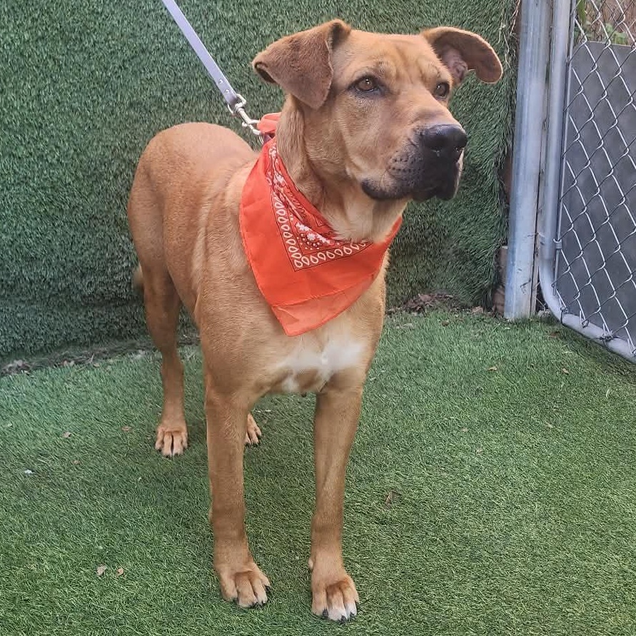 Enlarge Tiffany, an adopted mixed breed in Cedar Rapids, IA image 5/6