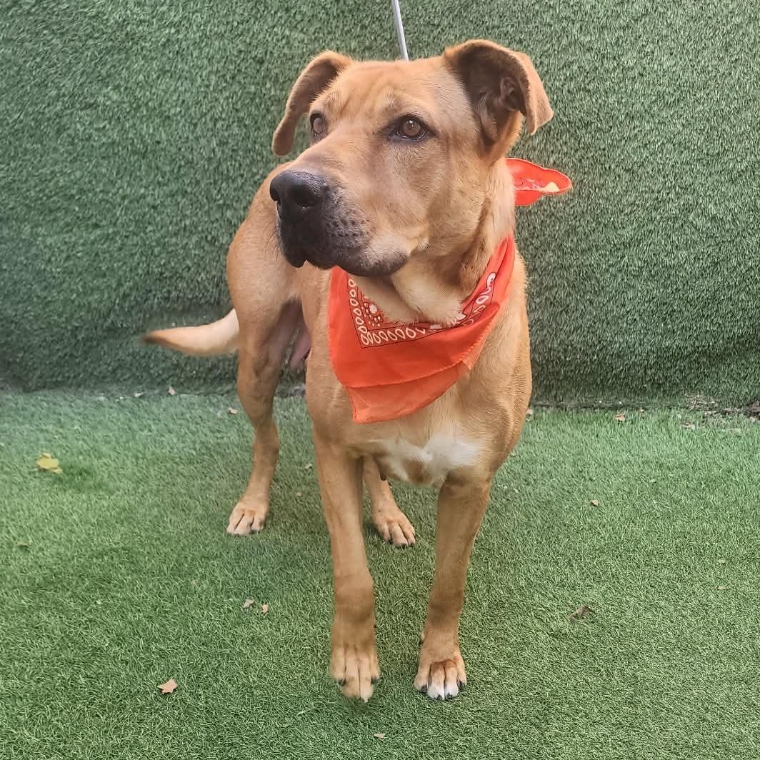 Enlarge Tiffany, an adopted mixed breed in Cedar Rapids, IA image 4/6