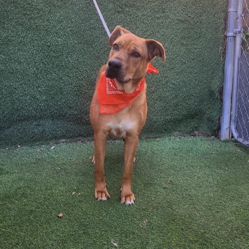 Enlarge Tiffany, an adopted mixed breed in Cedar Rapids, IA image 3/6