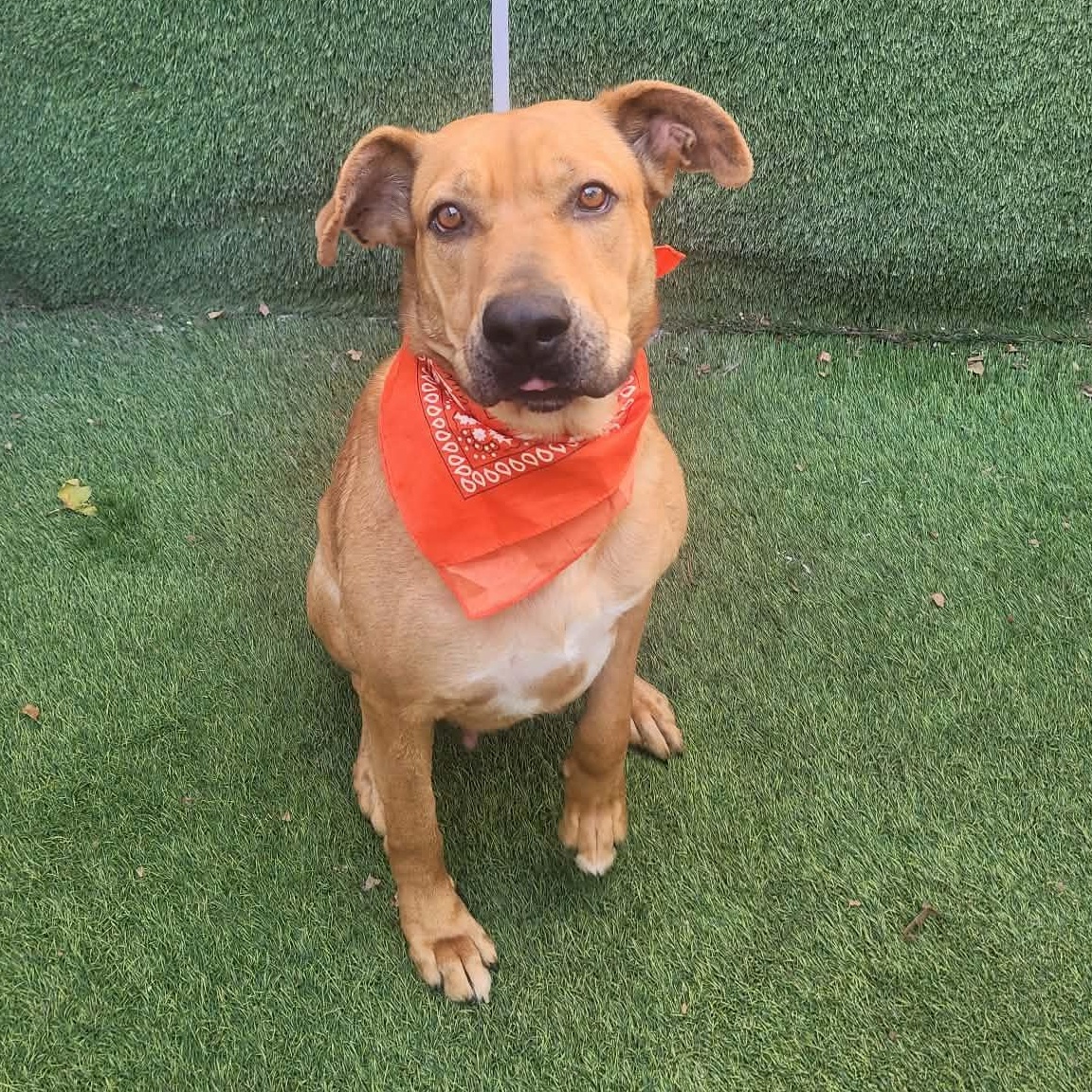 Enlarge Tiffany, an adopted mixed breed in Cedar Rapids, IA image 2/6