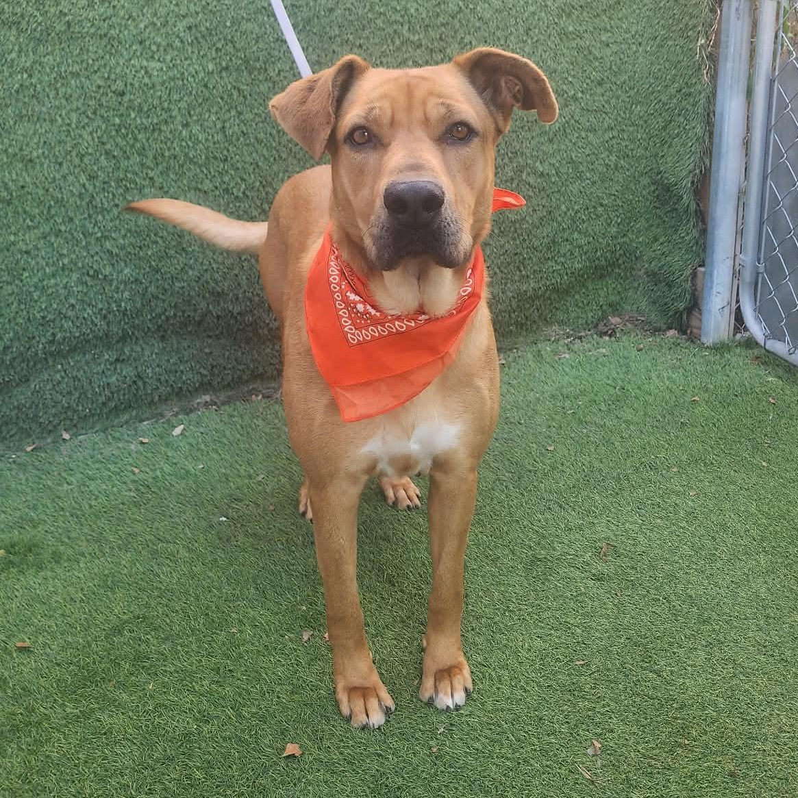 Enlarge Tiffany, an adopted mixed breed in Cedar Rapids, IA image 1/6