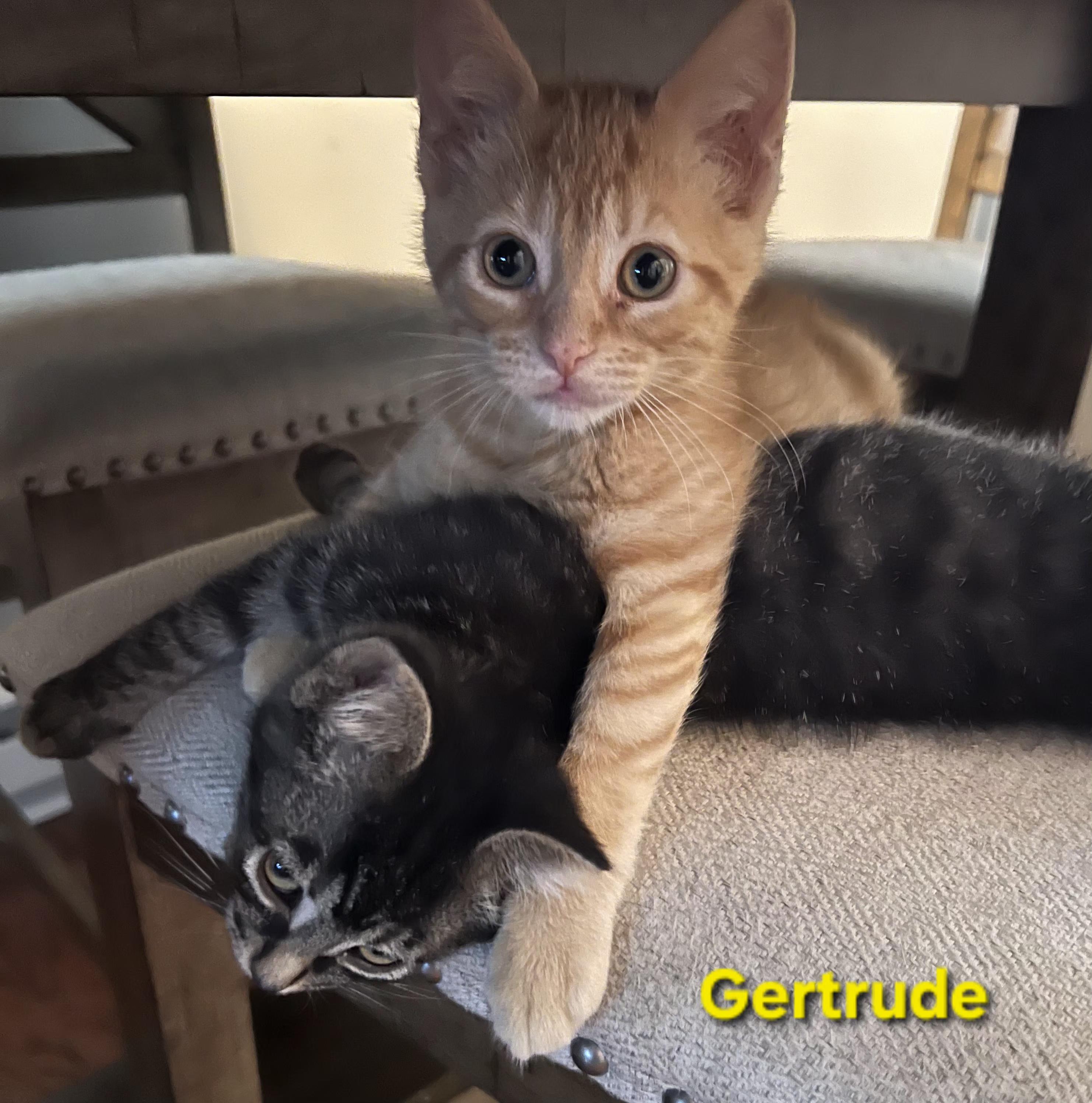 Gertrude and Thickelbaum (other sibling.is Yertyl), a ADOPTABLE Domestic Short Hair in Brighton, MI image 4/5