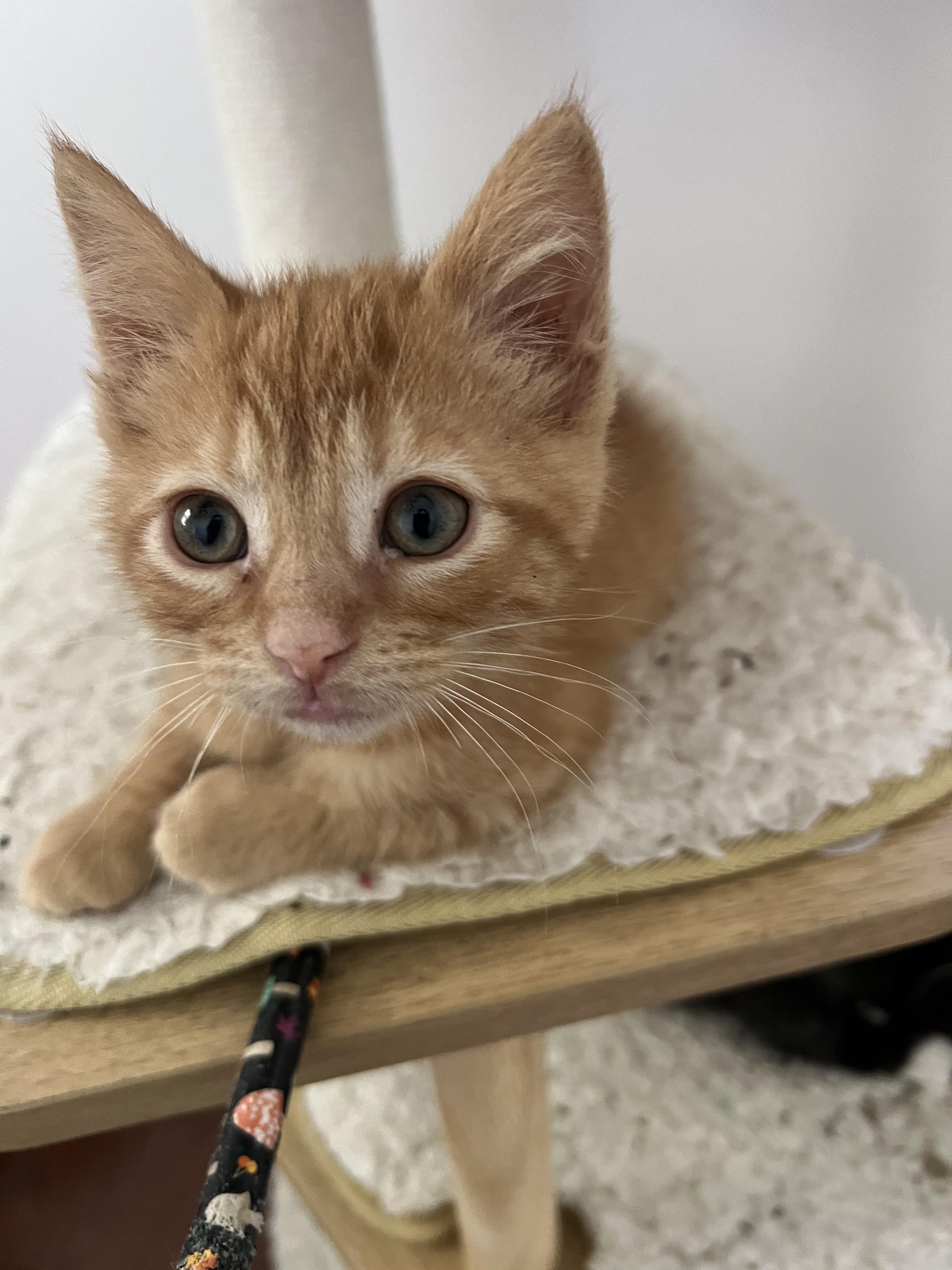 Gertrude and Thickelbaum (other sibling.is Yertyl), a ADOPTABLE Domestic Short Hair in Brighton, MI image 3/5