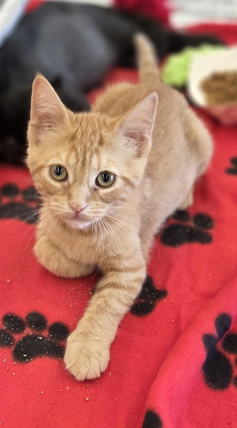 Gertrude and Thickelbaum (other sibling.is Yertyl), ADOPTABLE, Kitten Female Domestic Short Hair.