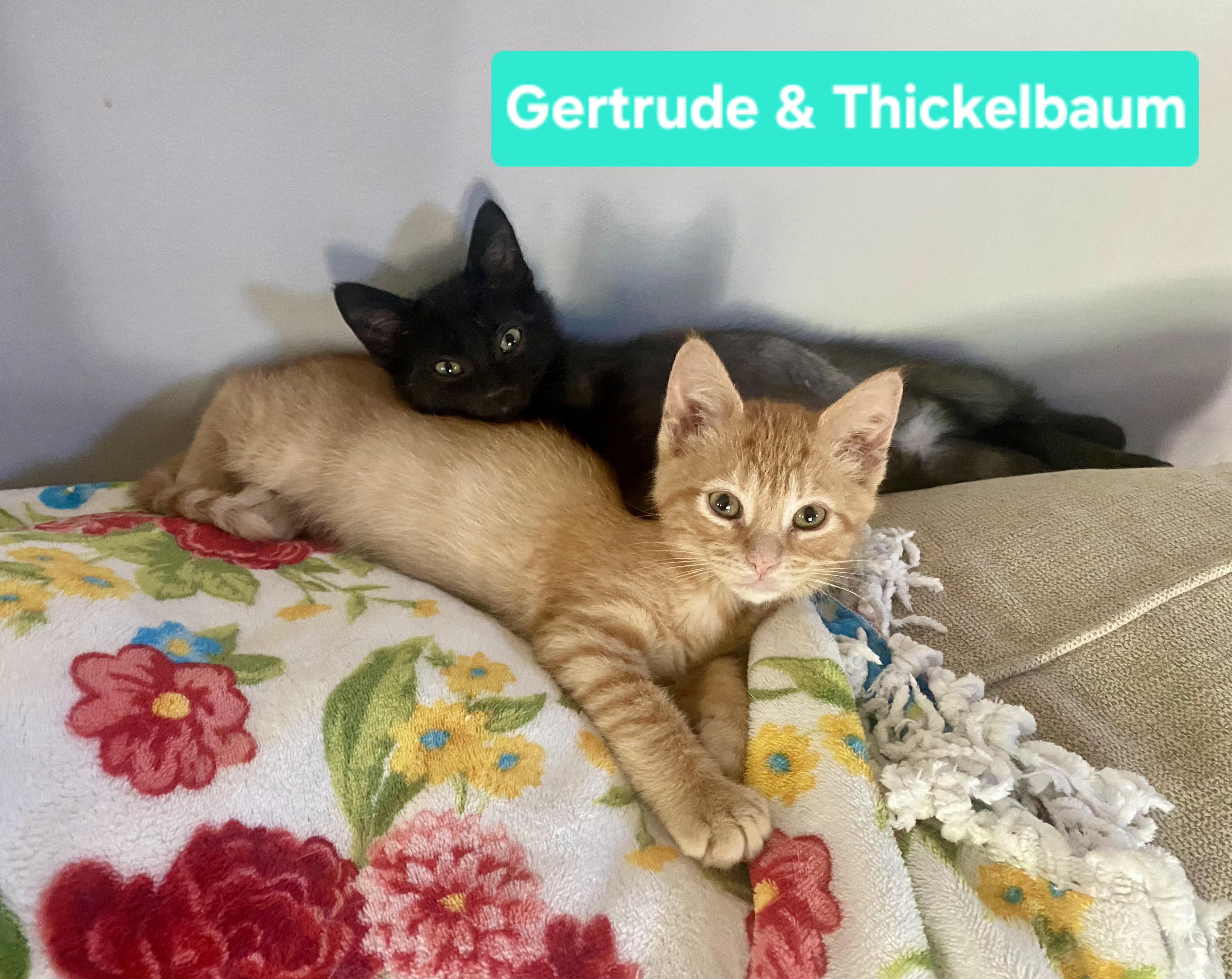 Gertrude and Thickelbaum (other sibling.is Yertyl), a ADOPTABLE Domestic Short Hair in Brighton, MI image 5/5