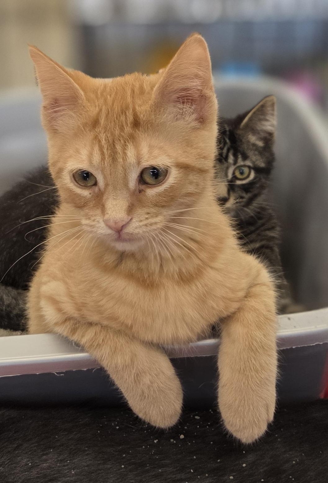 Gertrude and Thickelbaum (other sibling.is Yertyl), a ADOPTABLE Domestic Short Hair in Brighton, MI image 2/5