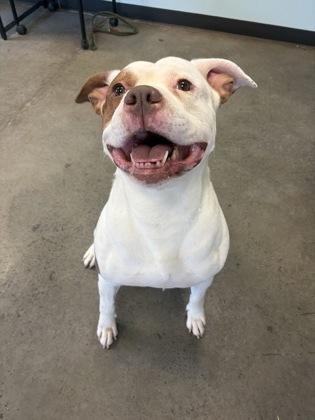 Rango, a ADOPTABLE mixed breed in Mishawaka, IN image 5/6