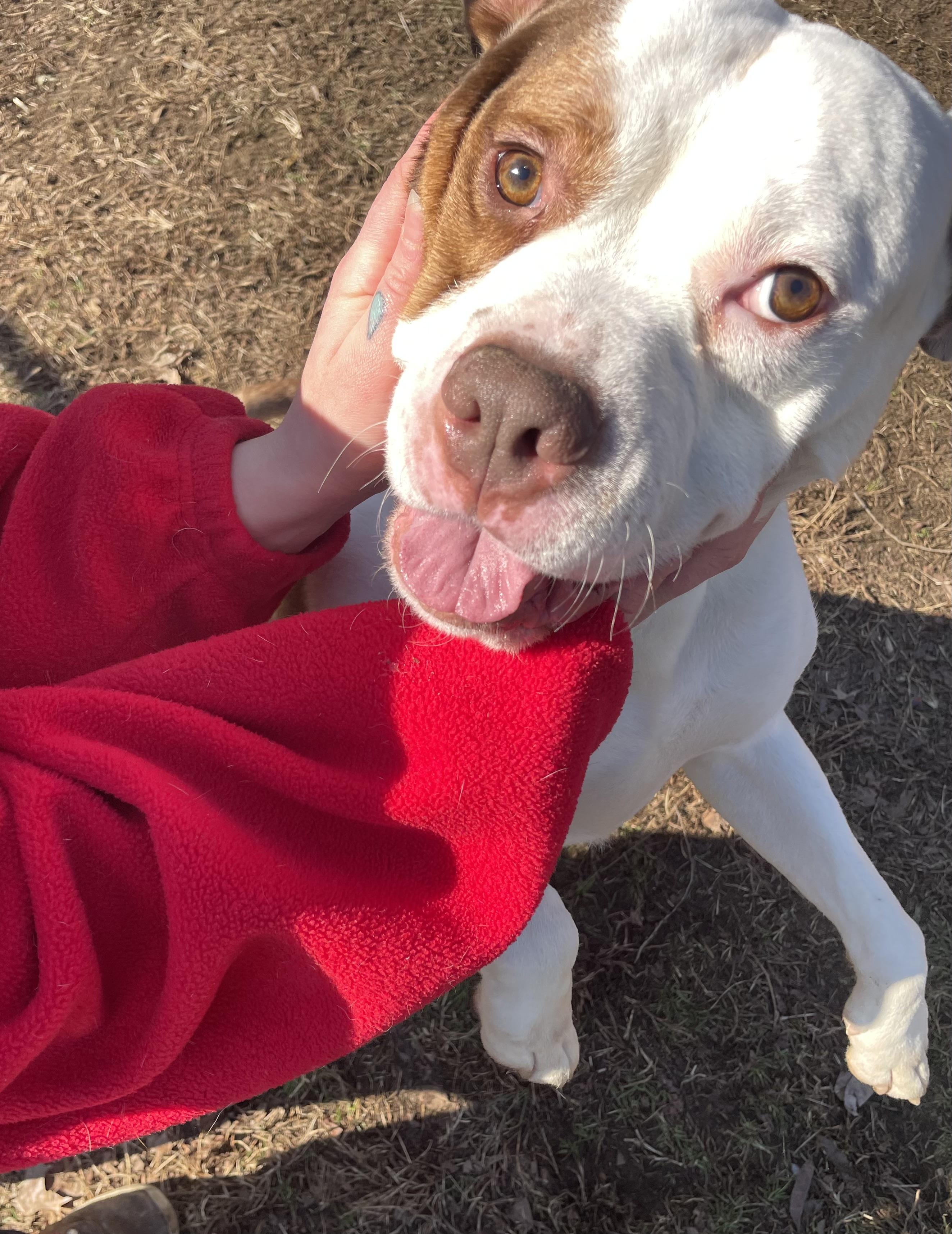 Enlarge Rango, a ADOPTABLE mixed breed in Mishawaka, IN image 2/6