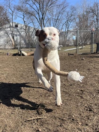 Enlarge Rango, a ADOPTABLE mixed breed in Mishawaka, IN image 5/6