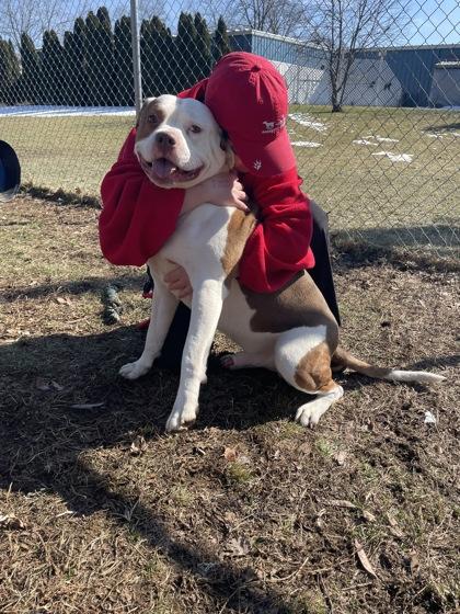 Rango, ADOPTABLE, Adult Male Mixed Breed.