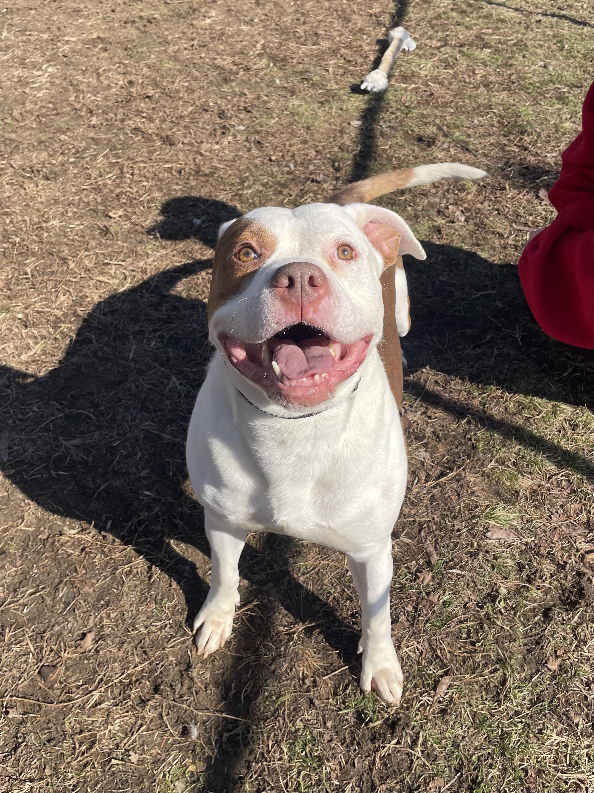 Enlarge Rango, a ADOPTABLE mixed breed in Mishawaka, IN image 6/6