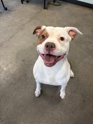 Rango, a ADOPTABLE mixed breed in Mishawaka, IN image 4/6