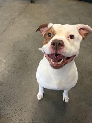 Rango, a ADOPTABLE mixed breed in Mishawaka, IN image 6/6