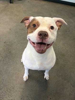 Rango, ADOPTABLE, Adult Male Mixed Breed.