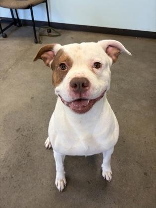 Rango, a ADOPTABLE mixed breed in Mishawaka, IN image 3/6