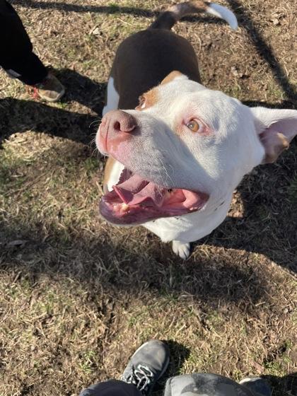 Enlarge Rango, a ADOPTABLE mixed breed in Mishawaka, IN image 3/6