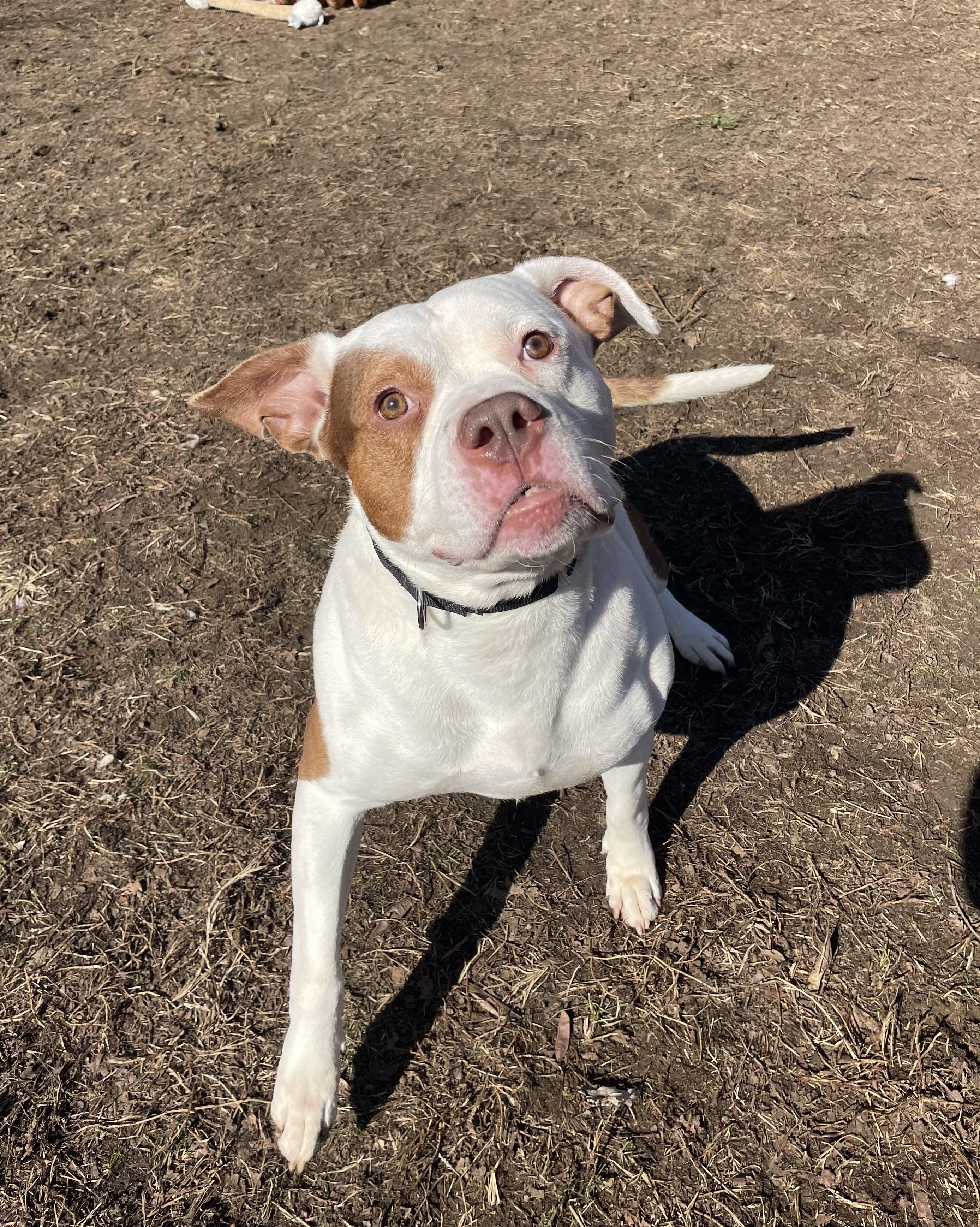 Enlarge Rango, a ADOPTABLE mixed breed in Mishawaka, IN image 4/6