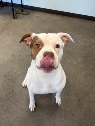 Rango, a ADOPTABLE mixed breed in Mishawaka, IN image 2/6