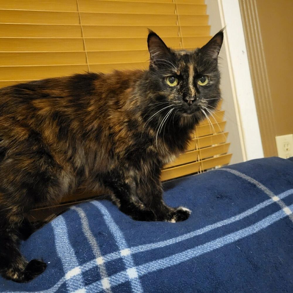Big Mama, Adoptable, Senior Female Domestic Short Hair.